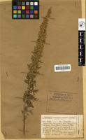 Filed as Artemisia afra Jacq. [family COMPOSITAE]