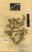 Filed as Asteriscus graveolens (Forssk.) Less. subsp. graveolens [family COMPOSITAE]