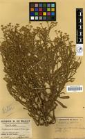 Filed as Litogyne gariepina (DC.) Anderb. [family COMPOSITAE]