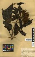 Filed as Spathodea campanulata P.Beauv. [family BIGNONIACEAE]