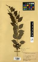 Filed as Duranta erecta L. [family VERBENACEAE]
