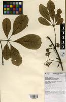 Filed as Vitex doniana Sweet [family VERBENACEAE]