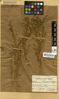 Filed as Sphaeranthus flexuosus O.Hoffm. [family COMPOSITAE]