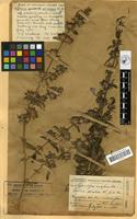 Filed as Barleria spinulosa Kl. fide Kew [family ACANTHACEAE]