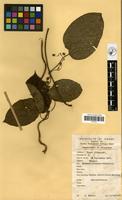 Filed as Mondia whitei (Hook. f.) Skeels [family ASCLEPIADACEAE]