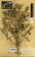Filed as Boscia angustifolia A.Rich. [family CAPPARACEAE]