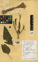 Filed as Datura inoxia Mill. [family SOLANACEAE]