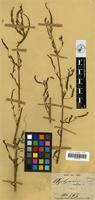 Filed as Aeschynomene indica L. [family LEGUMINOSAE-PAPILIONOIDEAE]