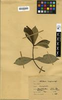Alstonia congensis in Global Plants on JSTOR