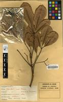 Filed as Vitex doniana Sweet [family VERBENACEAE]
