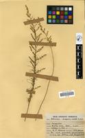 Filed as Artemisia scoparia Waldst & Kit. [family COMPOSITAE]