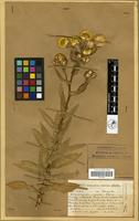 Filed as Helichrysum cooperi Harv. [family COMPOSITAE]