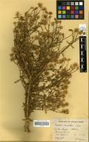Filed as Pegolettia senegalensis Cass. [family COMPOSITAE]