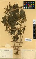 Filed as Brachystephanus africanus S. Moore [family ACANTHACEAE]