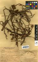 Filed as Calyptrochilum christyanum (Rchb. f.) Summerh. [family ORCHIDACEAE]