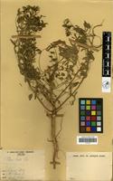 Filed as Cleome hirta Oliv. [family CAPPARACEAE]