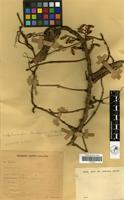 Filed as Calyptrochilum christyanum (Rchb. f.) Summerh. [family ORCHIDACEAE]
