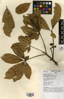 Filed as Vitex doniana Sweet [family VERBENACEAE]