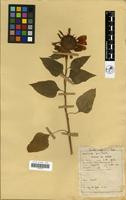 Filed as Helianthus annuus L. [family COMPOSITAE]