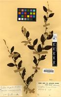 Filed as Ziziphus mauritiana Lam. [family RHAMNACEAE]