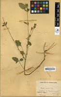 Filed as Ruellia patula Jacq. [family ACANTHACEAE]