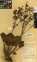 Filed as Limnophyton obtusifolium (L.) Miq. [family ALISMATACEAE]