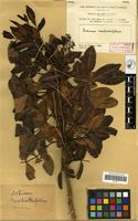 Filed as Schinus terebinthifolius Raddi [family ANACARDIACEAE]