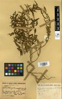 Filed as Hybanthus enneaspermus (L.) F.Muell. [family VIOLACEAE]