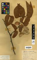 Filed as Colophospermum mopane [family LEGUMINOSAE-CAESALPINIOIDEAE]
