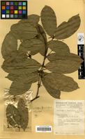Filed as Landolphia flavidiflora (K.Schum.) Persoon [family APOCYNACEAE]