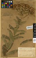 Filed as Vernonia glabra (Steetz) Vatke [family COMPOSITAE]