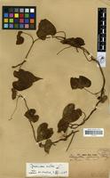 Filed as Ipomoea alba L. [family CONVOLVULACEAE]