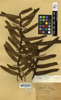 Filed as Calyptrochilum christyanum (Rchb. f.) Summerh. [family ORCHIDACEAE]