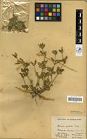 Filed as Ruellia patula Jacq. [family ACANTHACEAE]