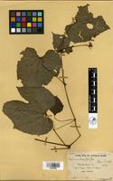 Filed as Ampelocissus africana (Lour.) Merr. [family VITACEAE]