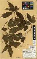 Filed as Ampelocissus multistriata (Bak.) Planch. [family VITACEAE]
