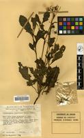 Filed as Crassocephalum crepidioides (Benth.) S.Moore [family COMPOSITAE]
