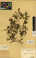 Filed as Elytraria acaulis Lindau [family ACANTHACEAE]