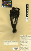 Filed as Striga gesnerioides (Willd.) Vatke [family SCROPHULARIACEAE]