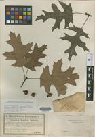 Type? of Quercus x benderi Baen. var. rubrioides Baen. [family FAGACEAE]