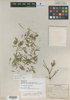 Holotype of Dendrophthora willtreleasii Stehle [family VISCACEAE]