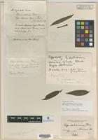 Type of Piper salicinum Opiz [family PIPERACEAE]