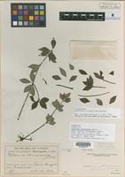 Isotype of Peperomia trineuroides Dahlst. [family PIPERACEAE]