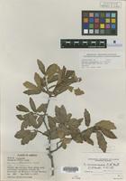 Isolectotype of Quercus carmenensis C. H. Mull. [family FAGACEAE]