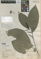 Isotype of Piper vicosanum Yunck. [family PIPERACEAE]