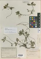 Isotype of Peperomia effusa Yunck. [family PIPERACEAE]