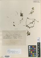 Isotype of Peperomia nudicaulis C. DC. [family PIPERACEAE]
