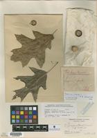 Type of Quercus x hawkinsii Sudw. [family FAGACEAE]