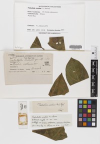 Holotype of Trabutiella cordiae F. Stevens [family NOT ON SHEET]