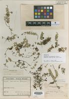 Isotype of Peperomia retropuberula Yunck. [family PIPERACEAE]